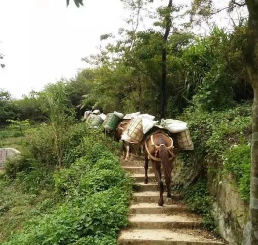 鹰潭山区马帮运输