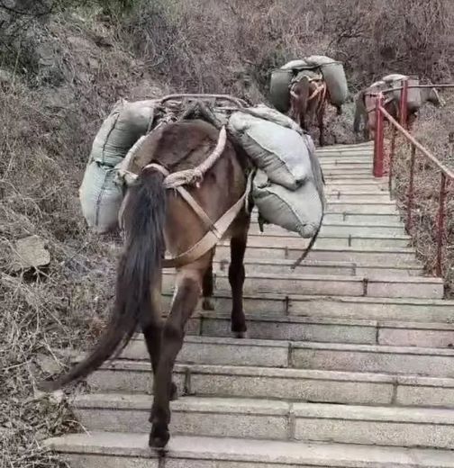 鹰潭骡马运输