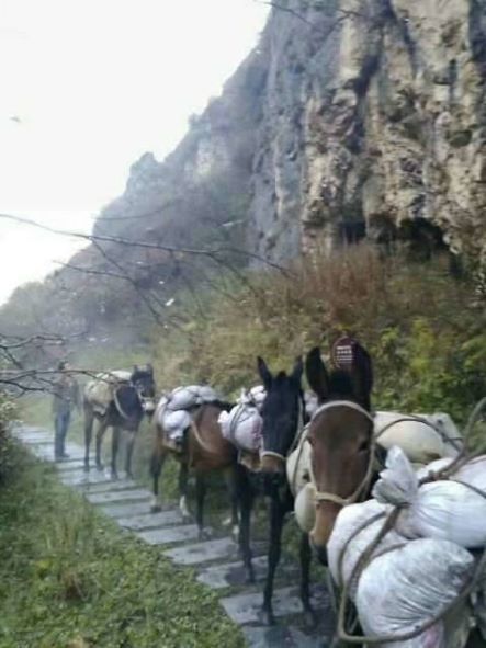 鹰潭骡子运输队